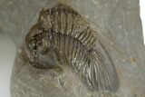 Pair Of Beautiful Scabriscutellum Trilobite - Multi-Toned Shell #310135-7